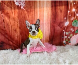 Boston Terrier Puppy for sale in CARTHAGE, TX, USA