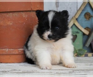 Pomeranian Puppy for sale in FREDERICKSBG, OH, USA