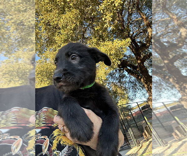 Medium Photo #3 Mutt Puppy For Sale in Oak Bluffs, MA, USA