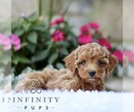 Small #2 Poodle (Toy)