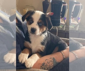 Aussie-Corgi Puppy for sale in JEROME, ID, USA