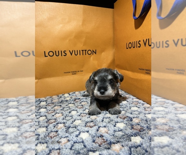 Medium Photo #2 Schnauzer (Miniature) Puppy For Sale in HOUSTON, TX, USA