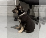 Small #3 German Shepherd Dog