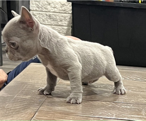 French Bulldog Puppy for sale in CORONA, CA, USA