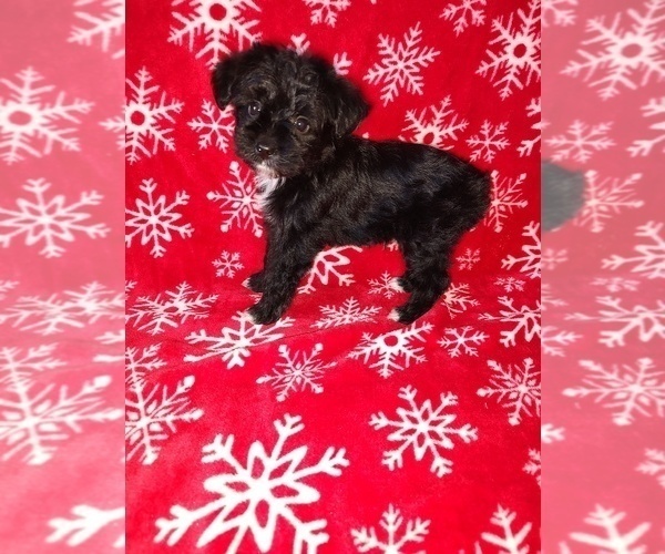 Medium Photo #12 YorkiePoo Puppy For Sale in LAPEER, MI, USA