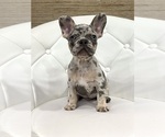 Puppy Sapphire French Bulldog