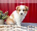 Small Photo #7 Australian Shepherd Puppy For Sale in GREENFIELD, OH, USA