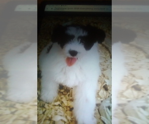 Zuchon Puppy for sale in SAGINAW, MI, USA