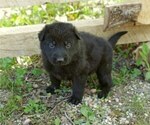Small Photo #3 German Shepherd Dog Puppy For Sale in SALEM, MO, USA