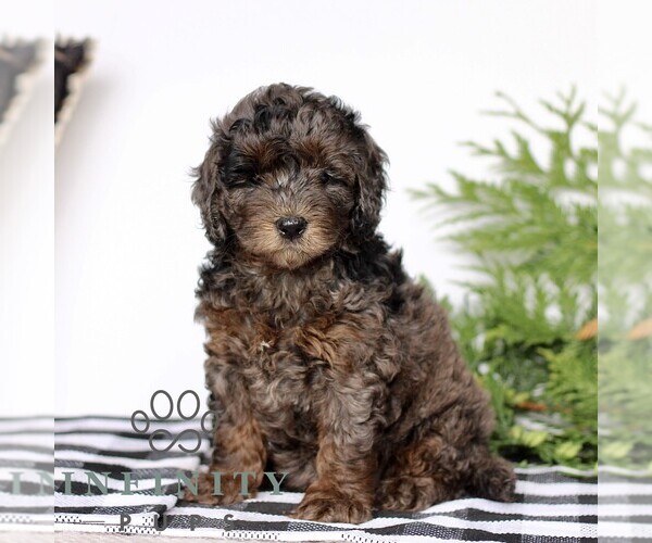 Medium Photo #3 Goldendoodle (Miniature) Puppy For Sale in LITITZ, PA, USA