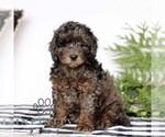 Small #2 Goldendoodle (Miniature)