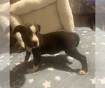 Small Photo #2 American Pit Bull Terrier Puppy For Sale in BUFFALO, NY, USA