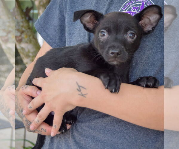 Medium Photo #3 Chiranian Puppy For Sale in Huntley, IL, USA