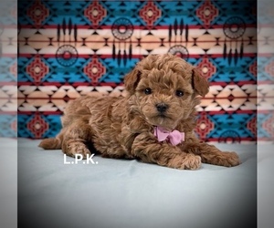 Maltipoo Puppy for sale in WINNSBORO, LA, USA