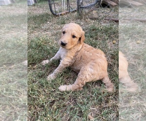 Goldendoodle-Poodle (Standard) Mix Puppy for Sale in FORT SMITH, Arkansas USA