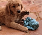 Puppy 3 Golden Retriever