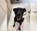 Small #1 Labrador Retriever Mix