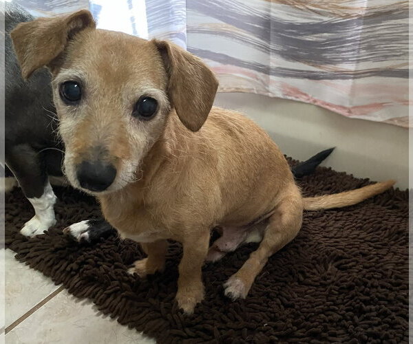 Medium Photo #7 Dachshund-Unknown Mix Puppy For Sale in Palatka, FL, USA