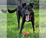 Small #1 Labrador Retriever Mix