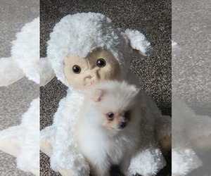 Pomeranian Puppy for sale in PULLMAN, MI, USA