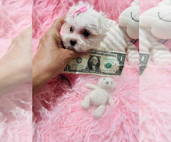 Medium Photo #10 Maltese Puppy For Sale in WINTER PARK, FL, USA