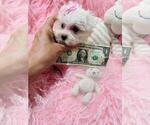 Small #9 Maltese