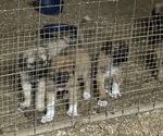 Small #1 Anatolian Shepherd
