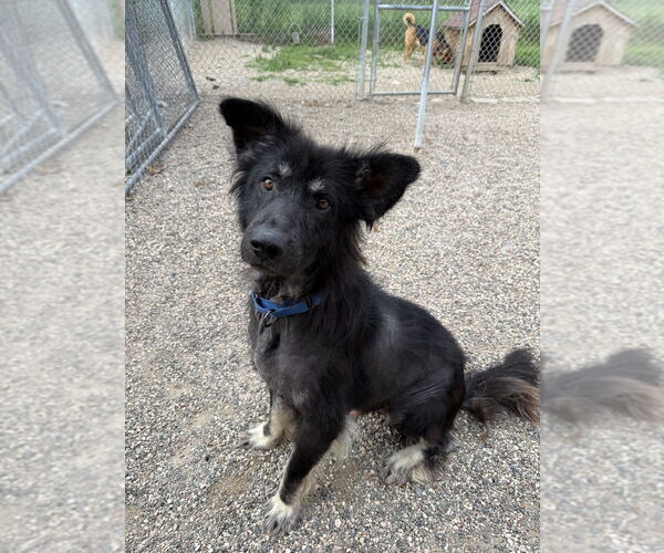 Medium Photo #4 Mutt Puppy For Sale in Bemidji, MN, USA