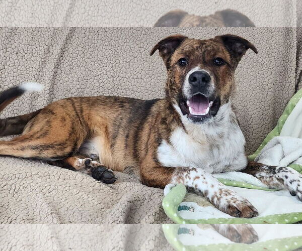 Medium Photo #2 Mountain Cur-Unknown Mix Puppy For Sale in Cuba, NY, USA