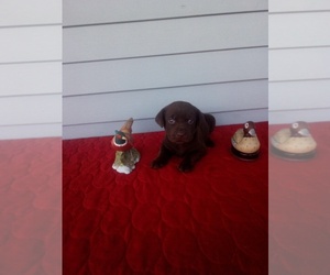 Labrador Retriever Puppy for sale in CALEDONIA, MN, USA