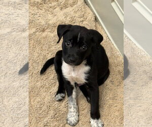 Borador Dogs for adoption in Clarkston, MI, USA