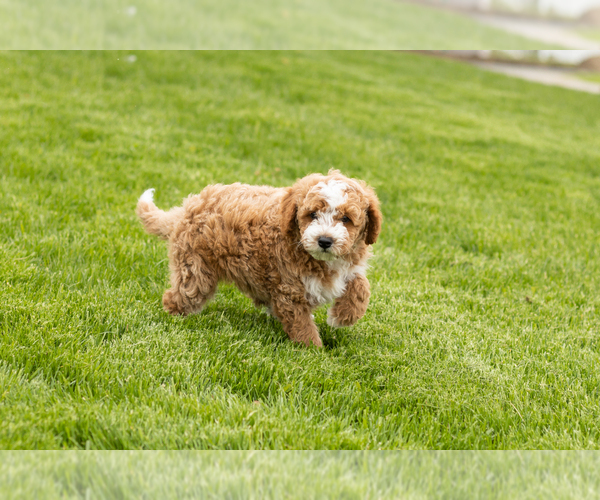 Medium Photo #5 Goldendoodle (Miniature) Puppy For Sale in WOLCOTTVILLE, IN, USA