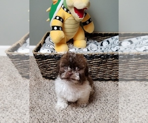 Havanese Puppy for sale in GREENWOOD, IN, USA