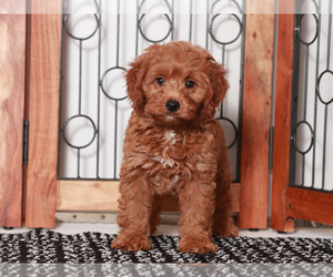 Goldendoodle (Miniature) Puppy for sale in NAPLES, FL, USA