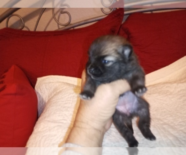 Medium Photo #6 Pomeranian Puppy For Sale in DECATUR, TX, USA
