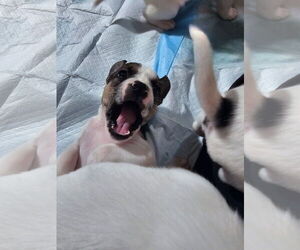 Labrador Retriever-Unknown Mix Dogs for adoption in Rockaway, NJ, USA