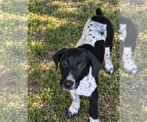German Shorthaired Pointer Puppy for sale in FAIRHOPE, PA, USA