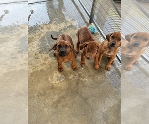 Rhodesian Ridgeback Puppy for sale in CANYON COUNTRY, CA, USA
