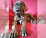 Small Photo #6 Great Dane Puppy For Sale in MURRAY, KY, USA