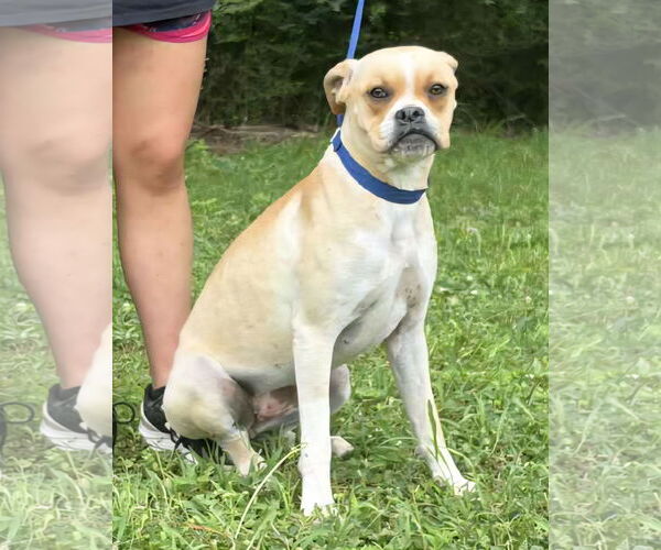 Medium Photo #1 Boxer-Unknown Mix Puppy For Sale in Wetumpka, AL, USA