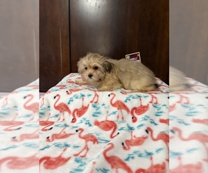 Mal-Shi Puppy for sale in BENSON, NC, USA