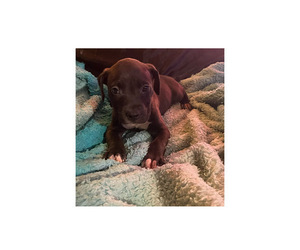 American Bully-American Pit Bull Terrier Mix Puppy for sale in LANSFORD, PA, USA