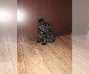 Poodle (Toy) Puppy for sale in LAPEER, MI, USA