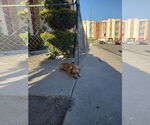 Small #18 Chiweenie