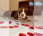 Small Photo #1 American Bully Puppy For Sale in CHARLOTTE, NC, USA