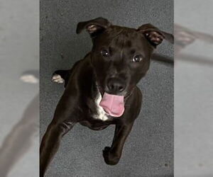 American Pit Bull Terrier-Staffordshire Bull Terrier Mix Dogs for adoption in Glen Allen, VA, USA