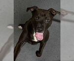 Small American Pit Bull Terrier-Staffordshire Bull Terrier Mix