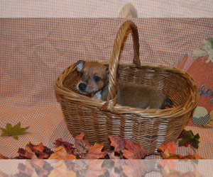 Rat Terrier Puppy for sale in TIMPSON, TX, USA