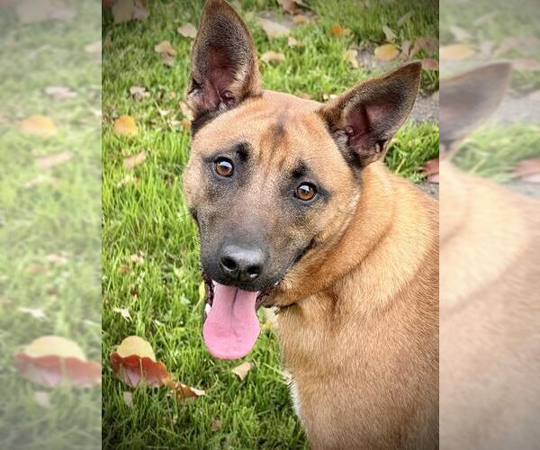 Medium Photo #3 German Shepherd Dog Puppy For Sale in Lodi, CA, USA