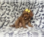 Small #3 Cavapoo